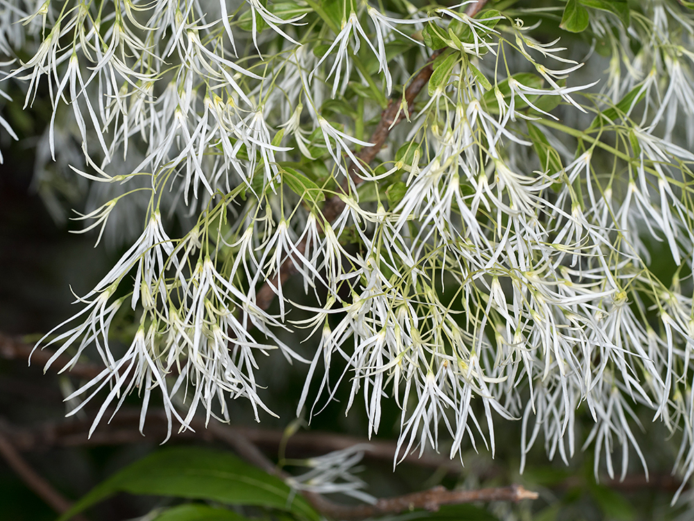 Fringe Tree