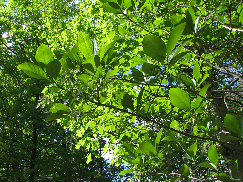 Fringe Tree leaves
