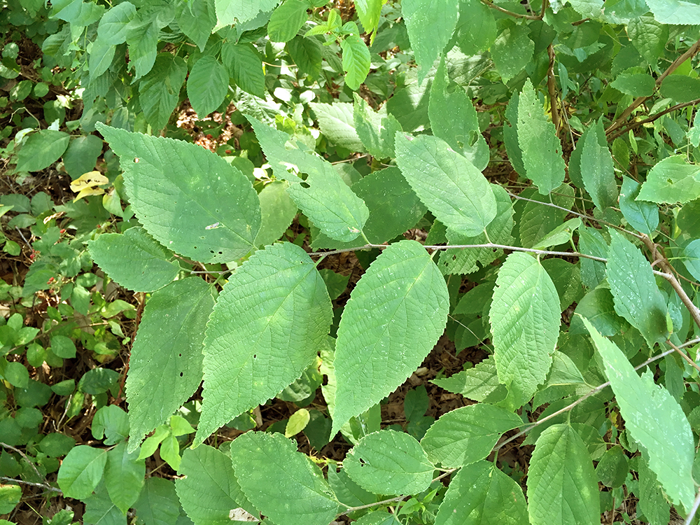 Common Hackberry