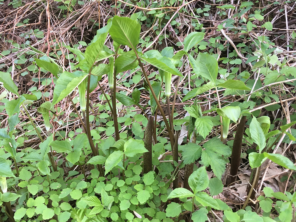 A clump of blooming Jack-in-the-Pulpit plants
