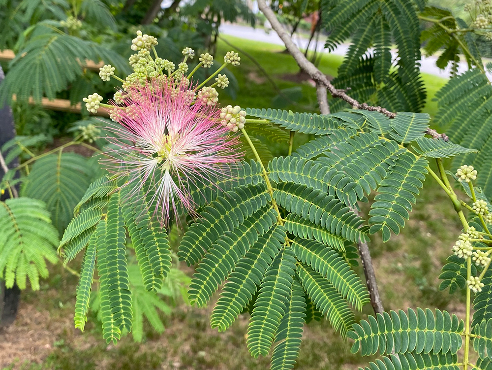 A cluster of Mimosa flowers and buds