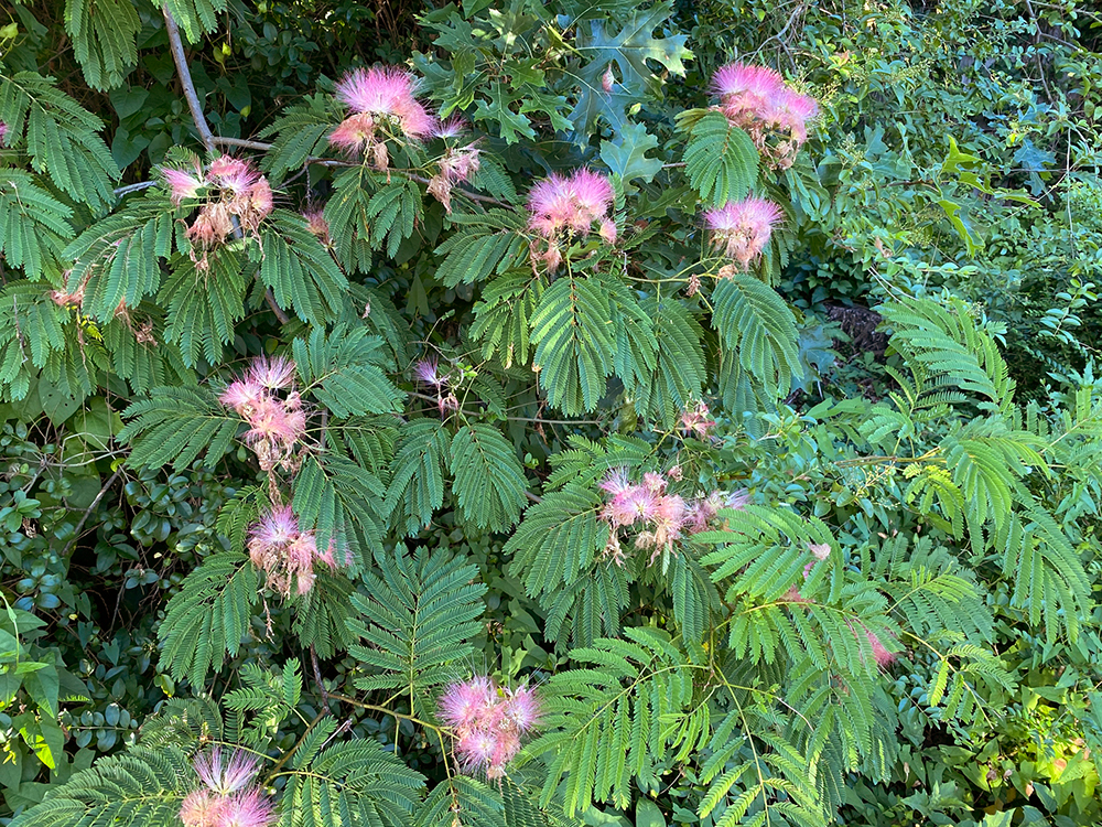 Blooming branches of a Mimosa Tree