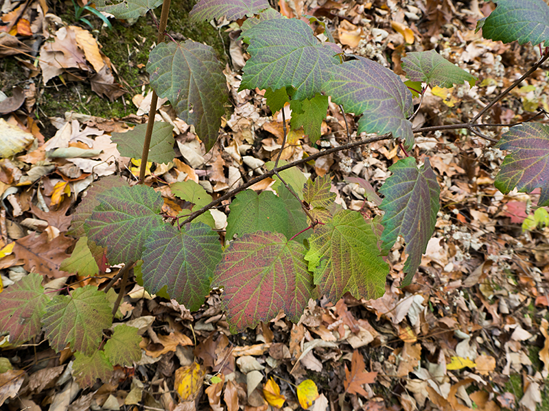 Mapleleaf Viburnum autumn leaves