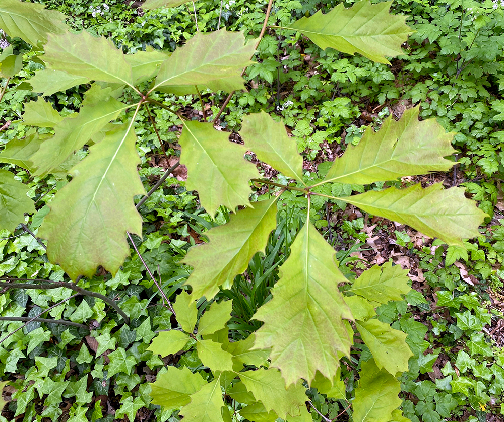 Red Oak leaves
