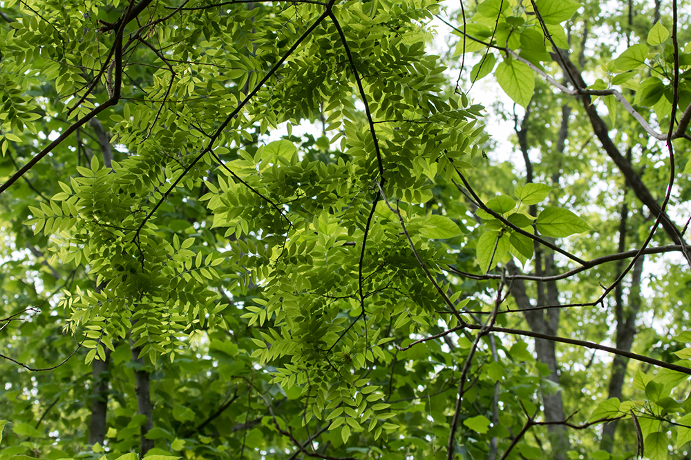 Japanese Pagoda Tree leaves