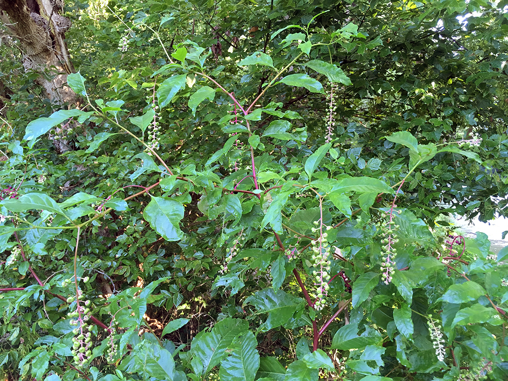 Pokeweed in berry