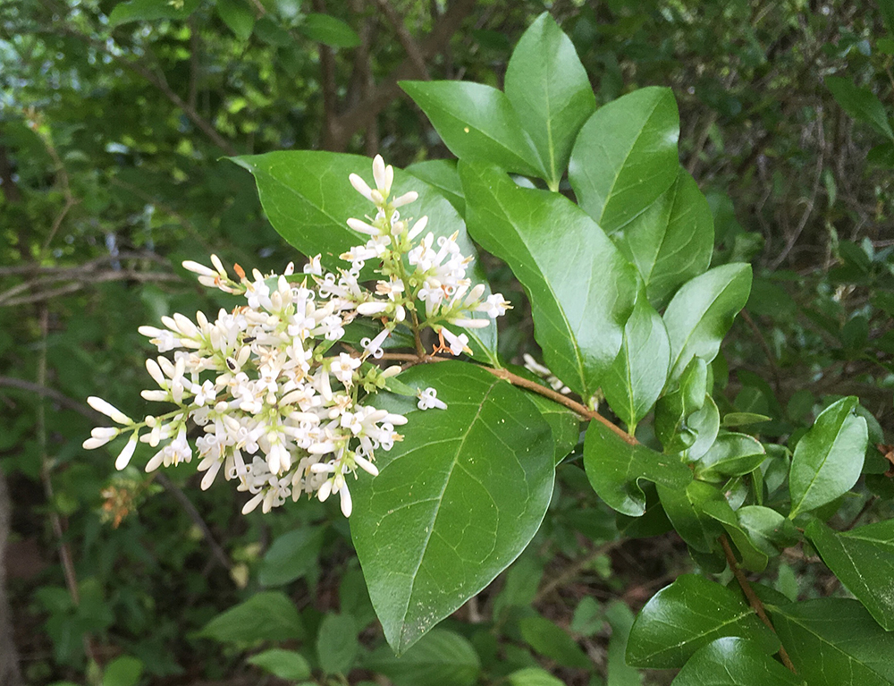 Privet leaves and flowers