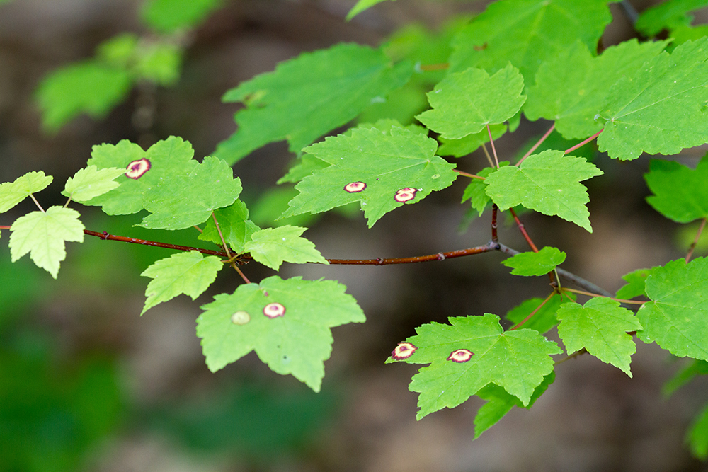 Red Maple with gall midges