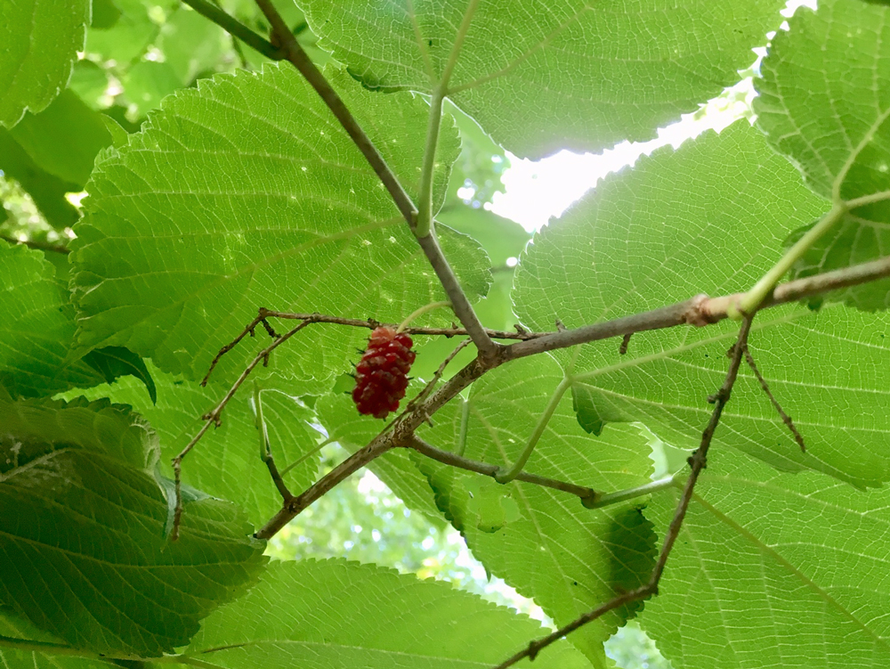 A single Red Mulberry fruit