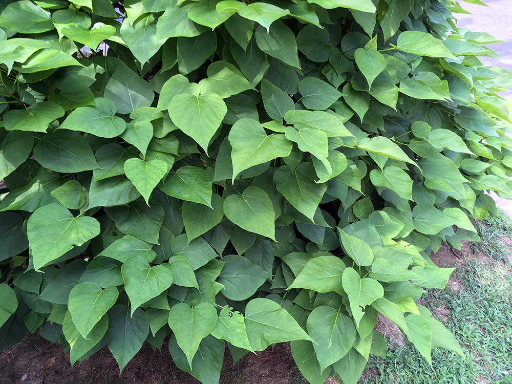 Southern Catalpa leaves