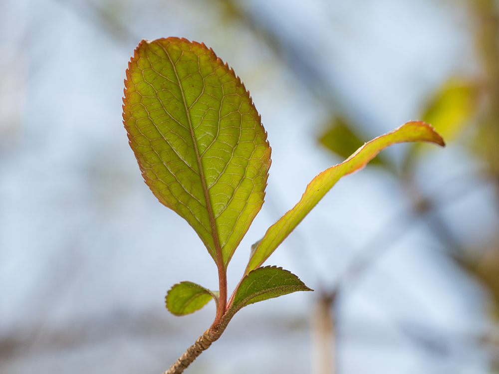 Common Serviceberry leaves