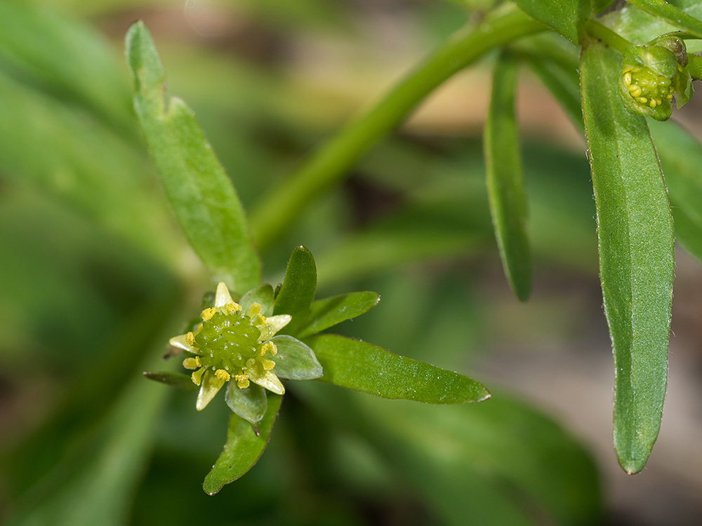 A Small-flowered Buttercup plant