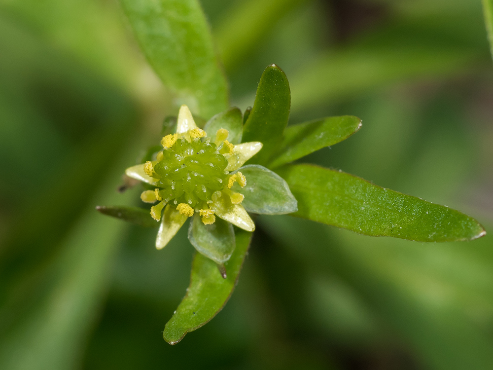 A Small-flowered Buttercup flower