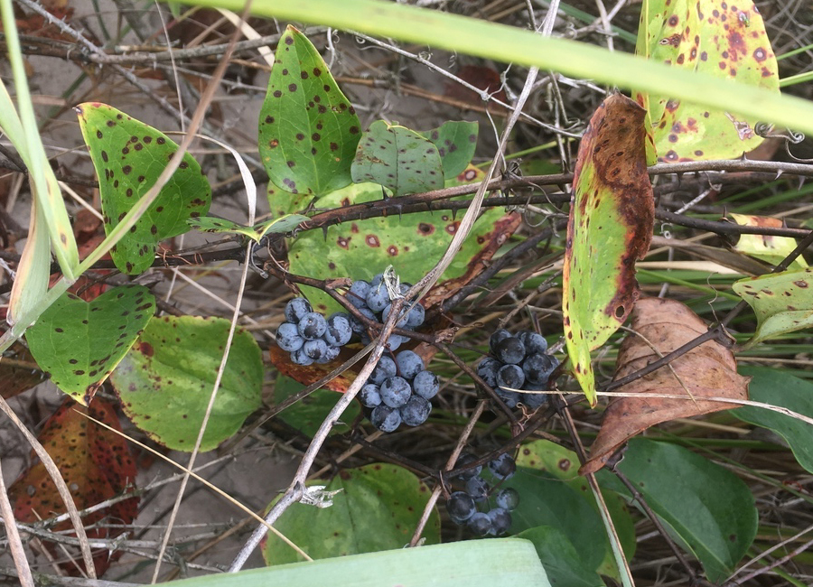 Glaucus Greenbrier berries