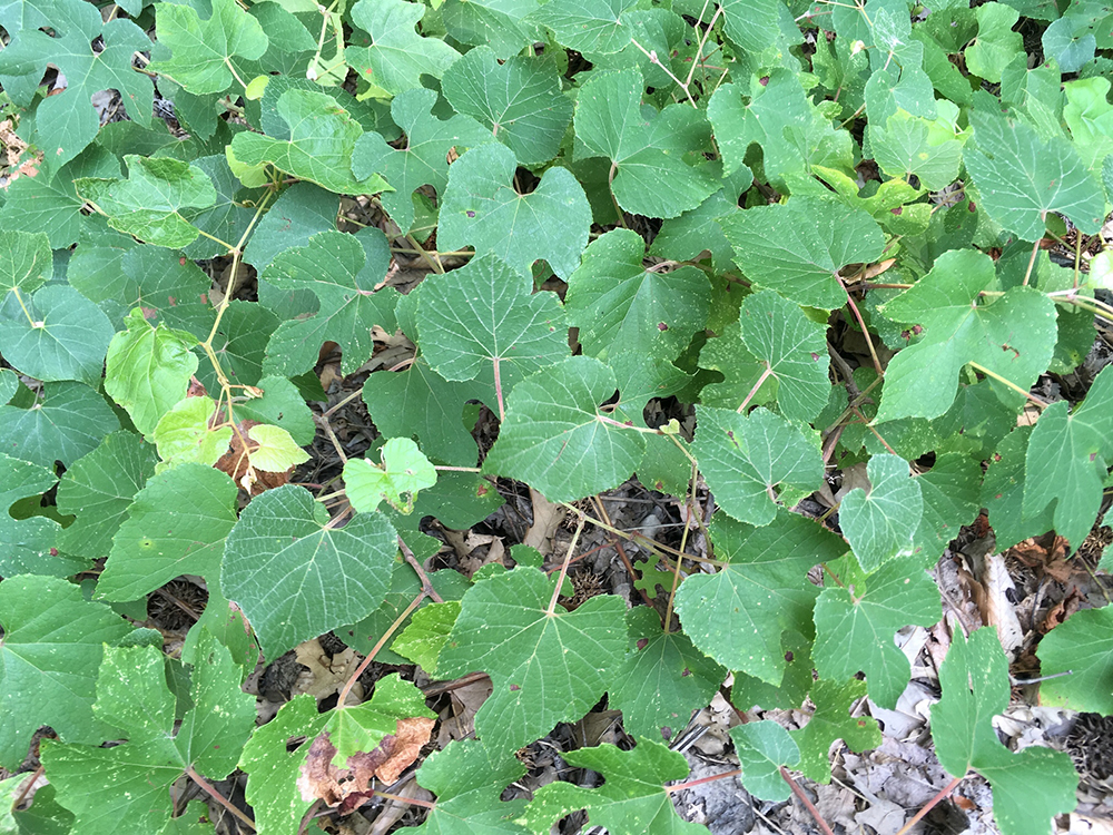 Silverleaf Grape leaves