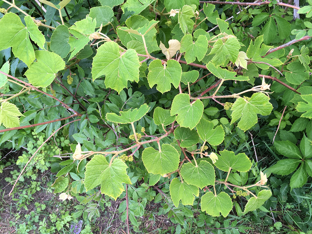 Silverleaf Grape leaves