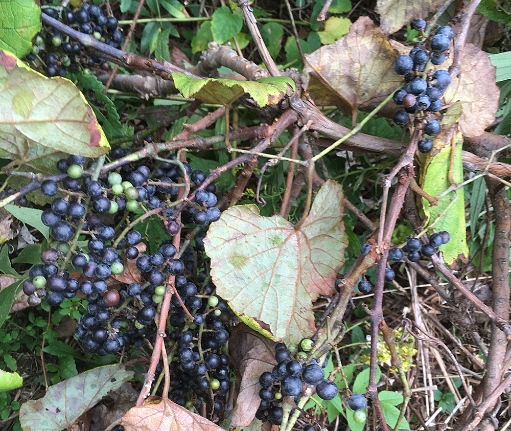 Silverleaf Grape fruit