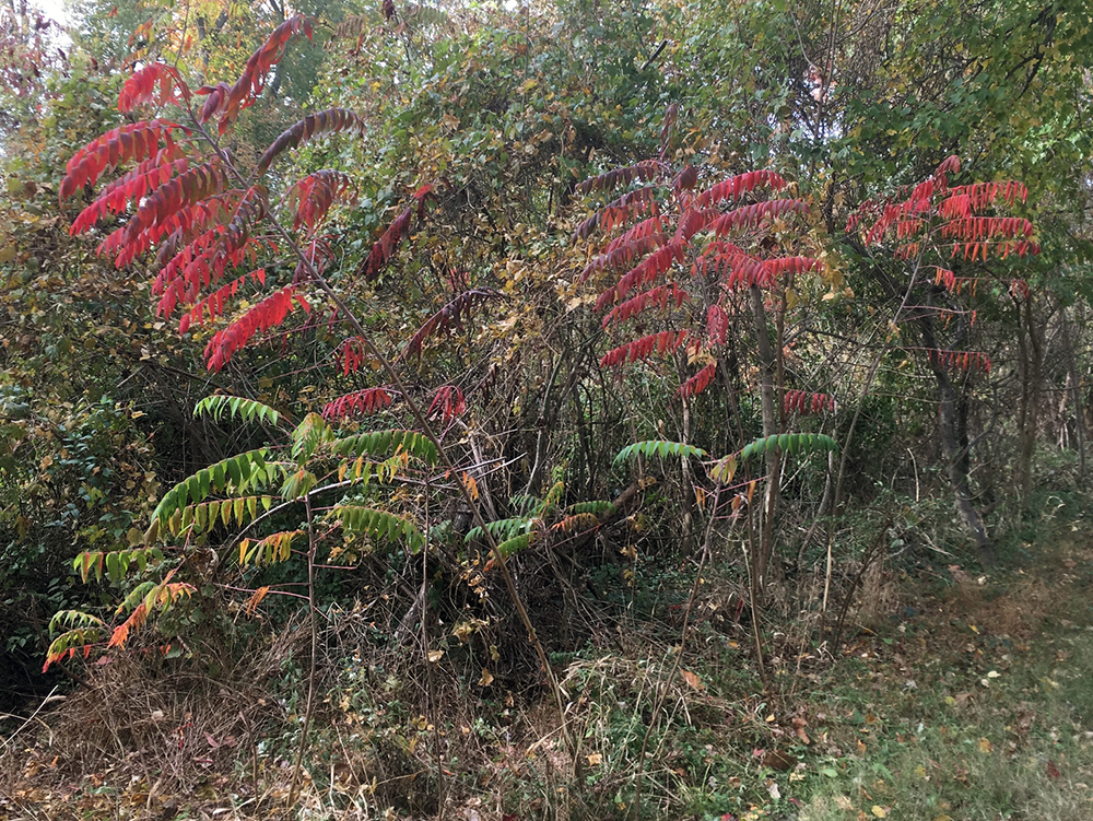 Red Staghorn Sumac leaves in fall