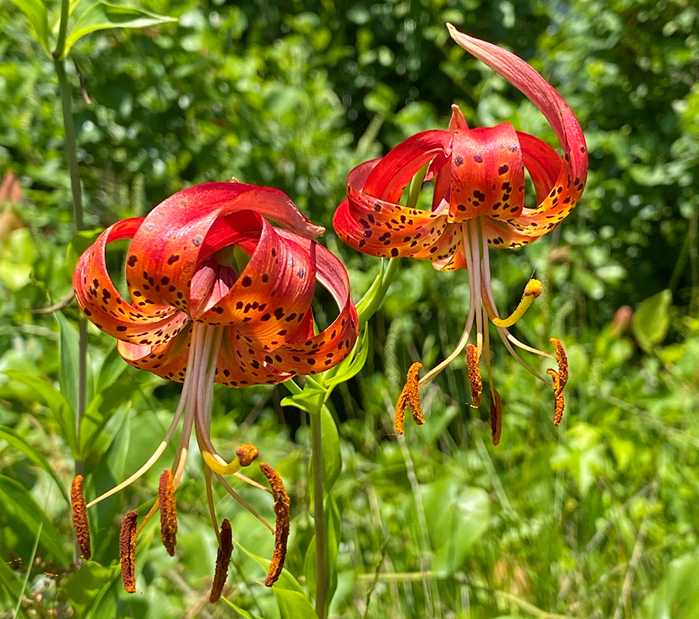 2 Turk's-cap Lily flowers
