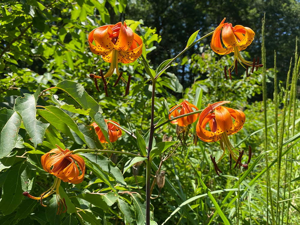 Multiple Turk's-cap Lily flowers