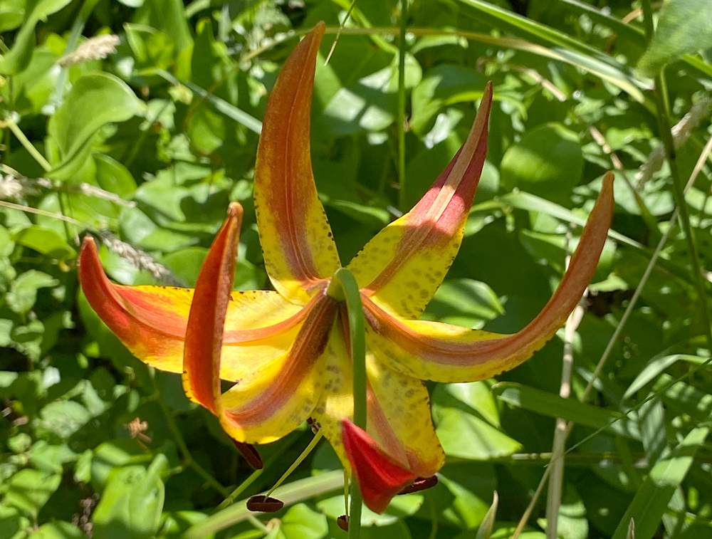 A Turk's-cap Lily flower