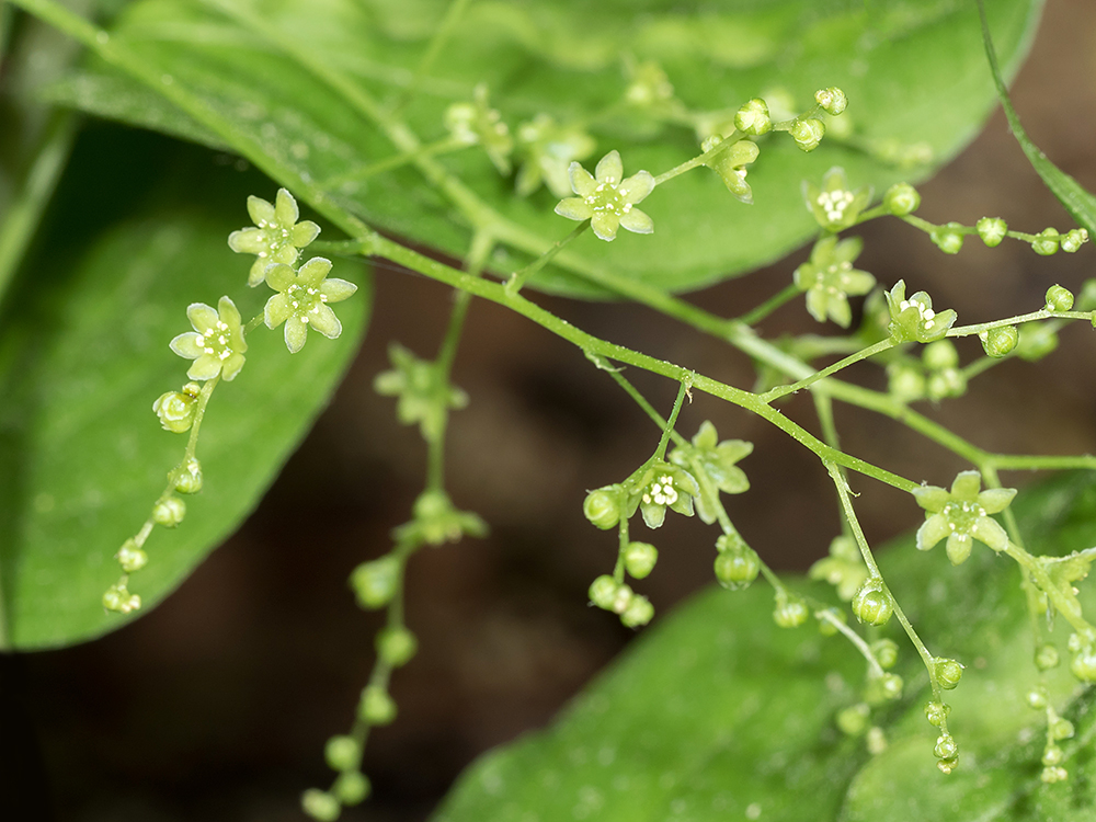 Wild Yam flower clusters and flowers