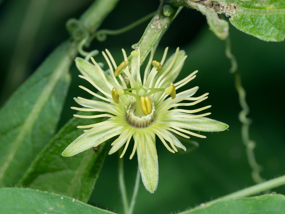 Yellow Passion Flowers