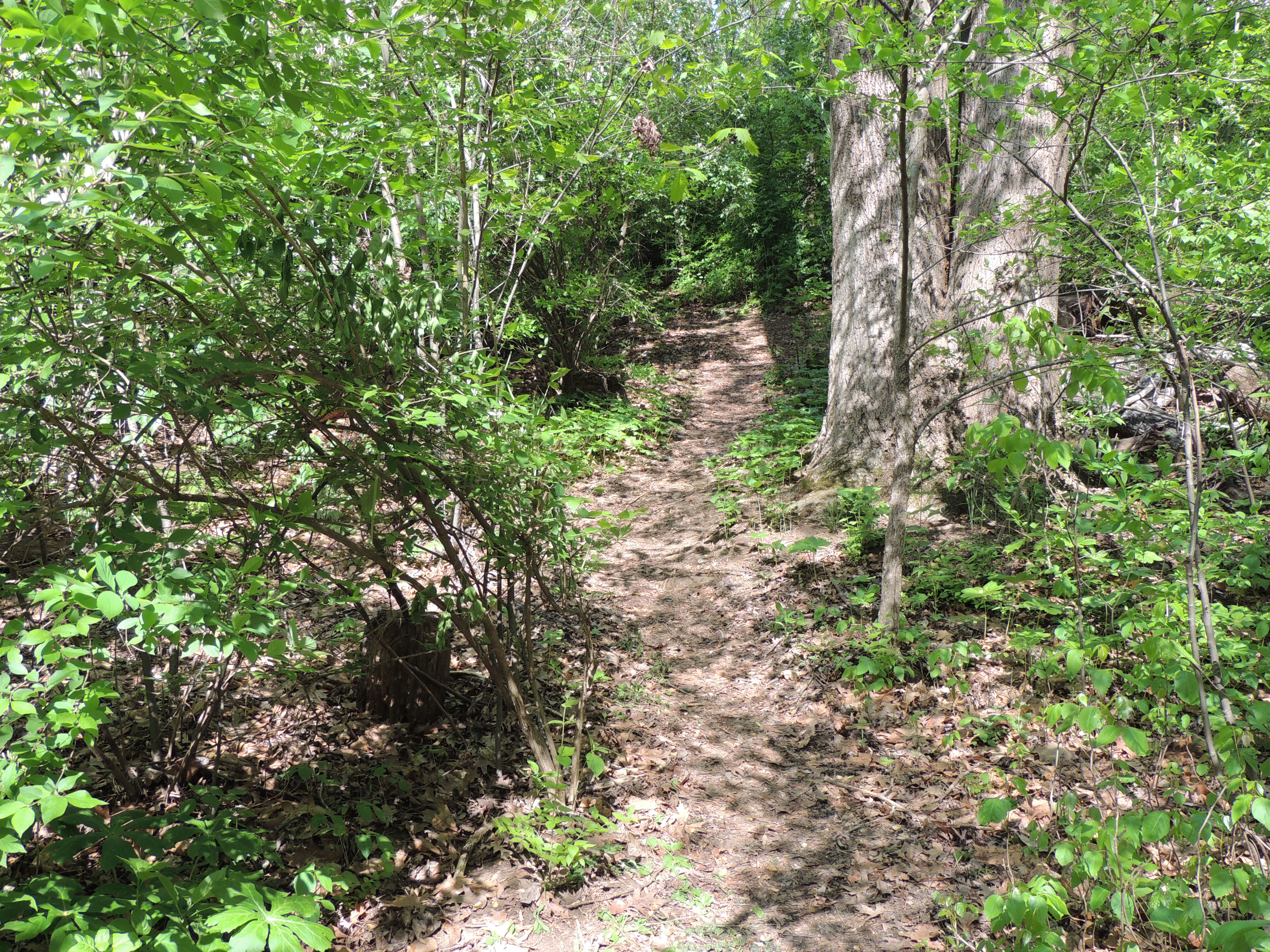 Hill to Ridge Path
